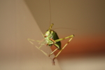 Hugh Leslie Locust
